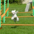 /album/agility/agi-25-9-085-150x150-1-jpg/